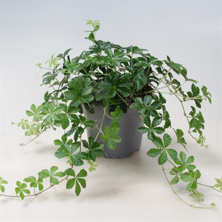 CISSUS STRIATA BORD 12Ø Ø12