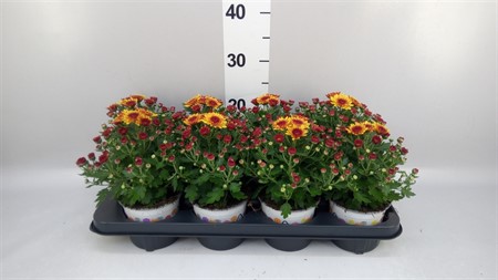Chrysanthemum 'Podium Red Bicolor' Gardenmumum Podium Red /Orange Bico