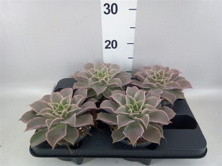 Echeveria ... Maradiba Ø13 H=16