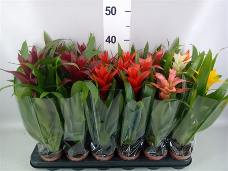 Guzmania mix Standaard mixed Ø9 H=40