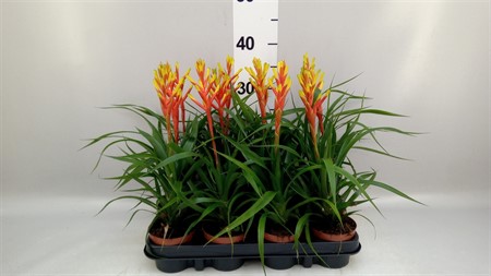 Guzmania dissitiflora Ø9 H=35