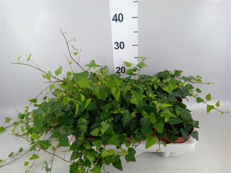 Hedera helix 'Lady Kay' . Ø13 H=30