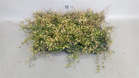Muehlenbeckia com. 'Mao'ri' twin heavy xxl Ø11 H=20
