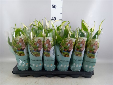 Spathiphyllum 'Chopin' Air So Pure Ø9 H=30