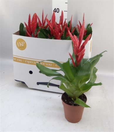 Vriesea 'Twinkle' Red Ø510 H=35