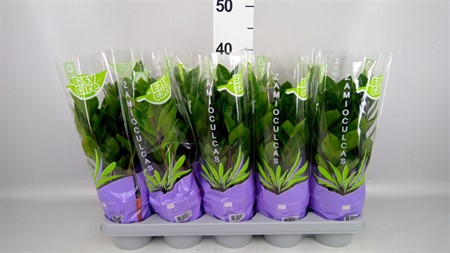 Zamioculcas zamiifolia 4+ spike Ø12 H=35
