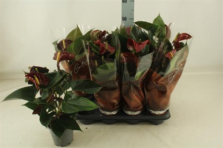 Anthurium andr. Tranquillo Ø14 H=45 4+ BLM