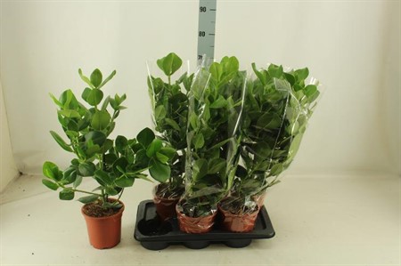 Clusia rosea Princess Ø17 H=70