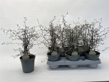 Corokia Cotoneaster Ø12 H=35