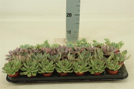 Echeveria mix Ø5,5 H=7