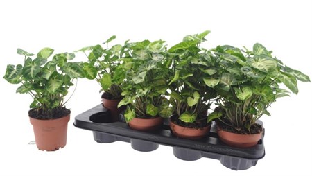 Syngonium Pixie Ø12 H=30