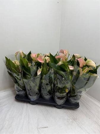 Anthurium andr. rosa Joli Peach Ø12 H=45 3+ BLM