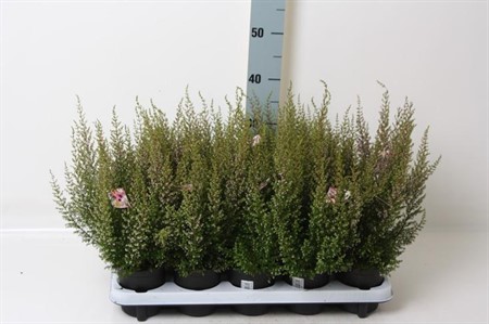 Erica baccans Sparsa Ø12 H=28 ROZE
