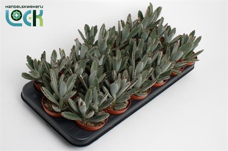 Kalanchoe tomentosa Ø8,5 H=15