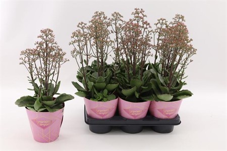 Kalanchoe Wild Flowers Surprising Canyon Ø14 H=40