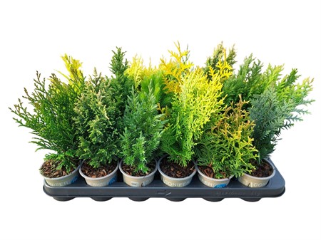Conifers mix mixed in tray Ø9 H=20