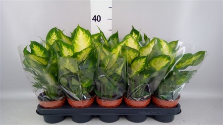 Dieffenbachia 'Camilla' Ø12 H=30