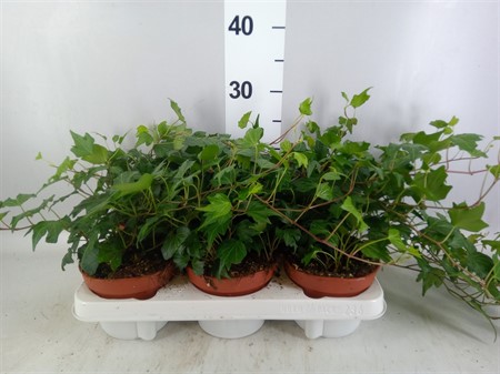 Hedera ...green leafed . Ø13 H=30
