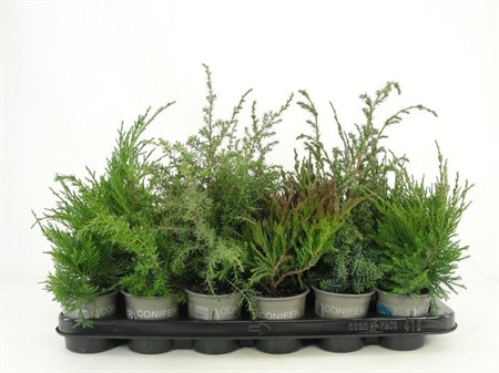 Juniperus ... mixed in tray Ø9 H=15