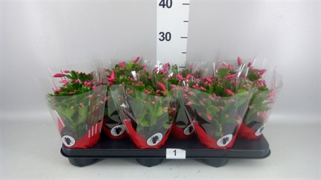 Schlumbergera ... 35 bud Red Ø510 H=23