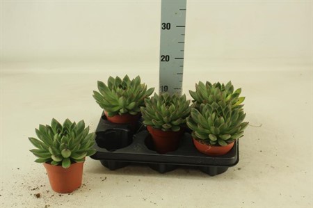 Echeveria agavoides Ami-Fiesta Ø12 H=16