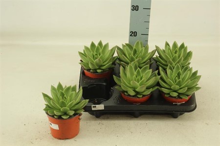 Echeveria Miranda Ø12 H=15