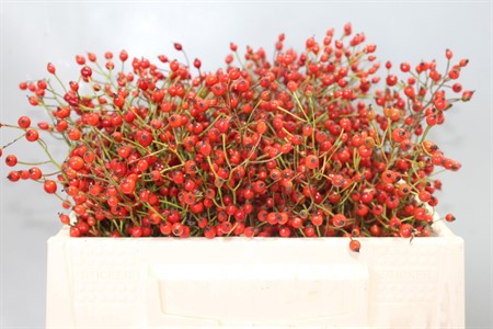 Rosa Prinsberry Red H=30