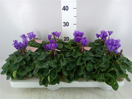 Cyclamen KL 'Dragon' Blue XL Ø510 H=20