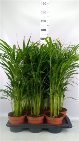 Dypsis lutescens ...Chrysalidoca Ø17 H=80