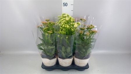 Kalanchoe ... Sunny mixed in tray in Potcover Ø14 H=40