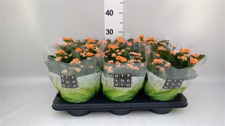 Kalanchoe blos. 'Perfecta Orange' CLOCK BUY Ø15 H=28