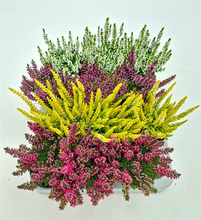 CALLUNA BL. 6Ø Ø6
