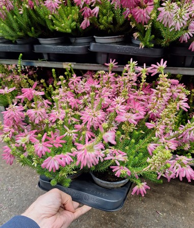 ERICA VERTICILLATA Ø12