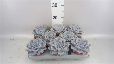 Echeveria ... Crispy beauty Ø510 H=14