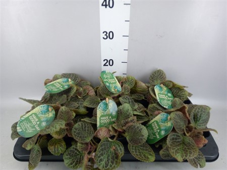 Episcia cupreata 'Shimmer' Shimmer NYHET Ø12 H=20
