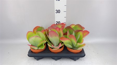 Kalanchoe NF thyrsiflora in ceramic Ø11 H=19