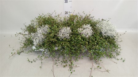 Leucophyta brownii twin 'Mueca/Calocephalus Ø11 H=20