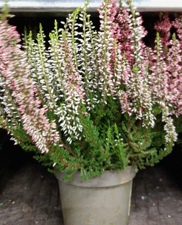 Calluna twins 11 cm