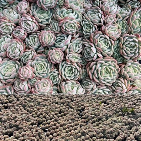 ECHEVERIA ELEGANS M. BARN Ø1
