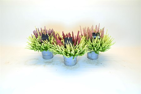 CALLUNA BL COLOUR CROWN 13Ø Ø13