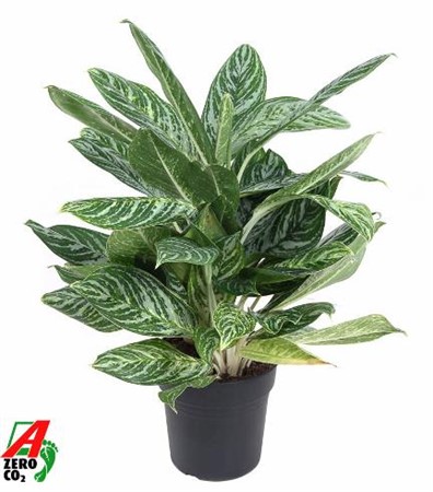 Aglaonema Golden Madonna Ø24 H=80 STRUIK