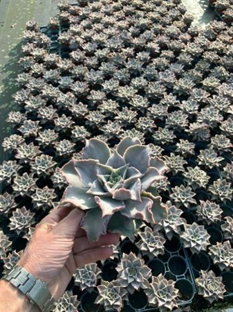 Echeveria Madiba Ø11 H=15