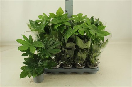 Fatsia japonica Ø12 H=45