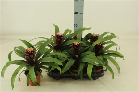 Guzmania Paulina KLIPP Ø12 H=38