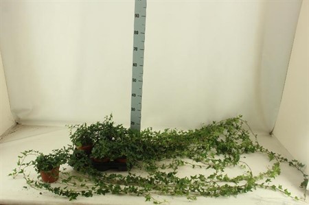 Hedera helix Shamrock Ø13 H=30