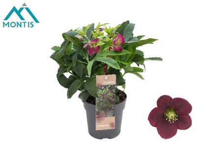 Helleborus orientalis Red Ø12 H=26 STAD 2-3