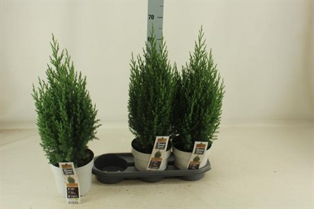 Juniperus chin. Stricta Ø19 H=65 POTGEKWEEK
