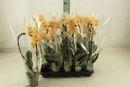 Phalaenopsis Elegant Cascade Ø12 H=55 6+ BLM 1 TAK