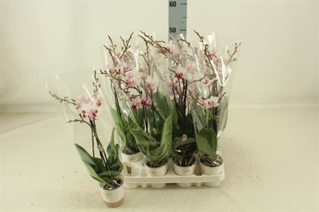Phalaenopsis Red Lip Ø9 H=45 18+ BLM 2 TAK