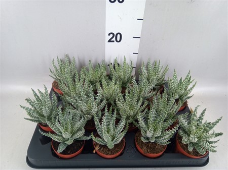 Aloe humilis 'Shark' Ø7 H=10